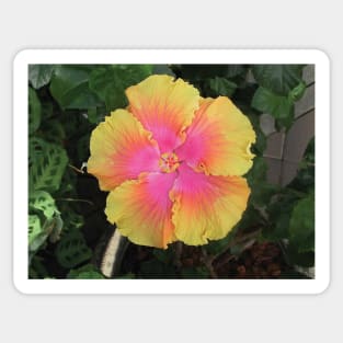 Pink and Yellow Hibiscus Sticker